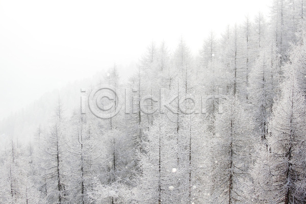 사람없음 JPG 포토 해외이미지 겨울 겨울풍경 나무 눈(날씨) 야외 자연 주간 해외202004