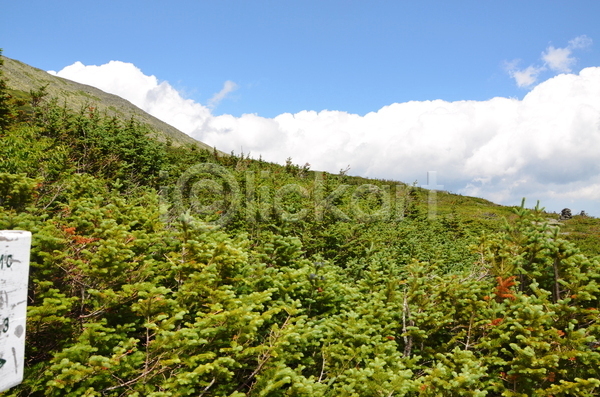 울퉁불퉁 사람없음 JPG 포토 해외이미지 구름(자연) 나무 산 소나무 암초 자국 자연 풍경(경치) 하늘 하이킹 해외202004