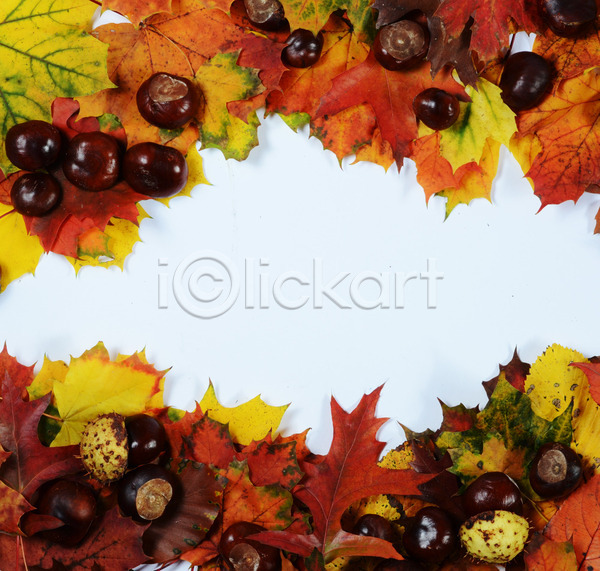 사람없음 JPG 포토 해외이미지 가을(계절) 갈색 계절 나무 노란색 묘사 빨간색 오렌지 잎 자연 카피스페이스 프레임 해외202004 흰색