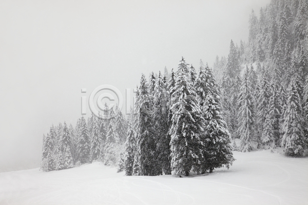 사람없음 JPG 포토 해외이미지 겨울 겨울풍경 나무 눈(날씨) 눈덮임 야외 자연 주간 해외202004 흐림