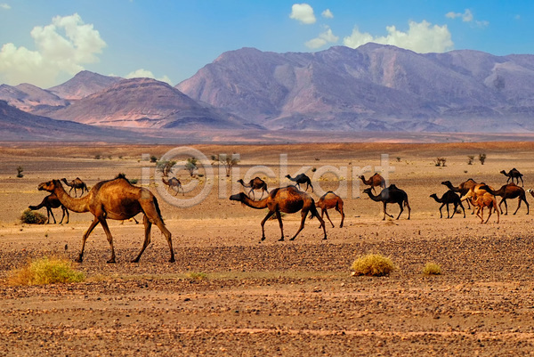 사람 사람없음 JPG 포토 해외이미지 갈색 걷기 교통시설 낙타 단봉낙타 동물 모래 모래언덕 모로코 문화 사막 사하라 아프리카 야생동물 야외 여행 자연 카라반 풍경(경치) 해외202004