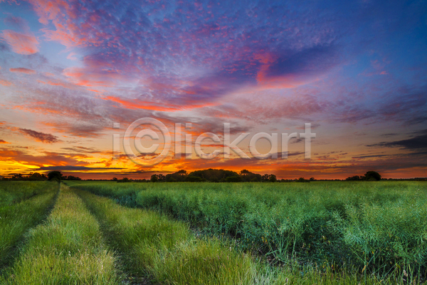 사람없음 JPG 포토 해외이미지 밀 밭 백그라운드 보리 수확 식물 야외 여름(계절) 옥수수 일몰 일출 잉글랜드 자연 태양 풍경(경치) 하늘 해외202004 햇빛
