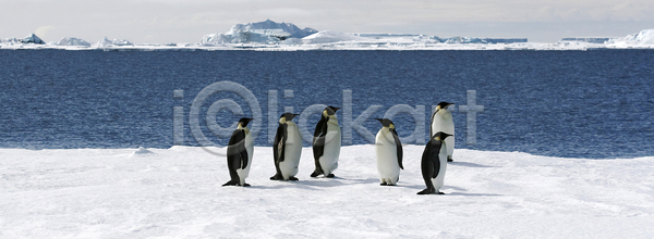 추위 사람없음 JPG 포토 해외이미지 겨울 남극 남쪽 냉동 봉 북극 야생동물 얼음 자연 조류 펭귄 해외202004 해외포토