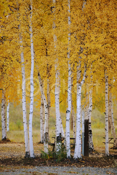 사람없음 JPG 포토 해외이미지 가을(계절) 계절 공원 나무 노란색 숲 알래스카 오렌지 잎 자연 풍경(경치) 해외202004 황금