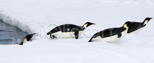 추위 사람없음 JPG 포토 해외이미지 겨울 남극 남쪽 냉동 동물 봉 북극 야생동물 얼음 자연 점프 조류 펭귄 해외202004 해외포토