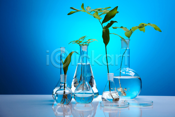 사람없음 JPG 포토 해외이미지 둥근플라스크 식물 실내 실험 실험실 액체 파란배경 플라스크 해외202004 화학 화학실험