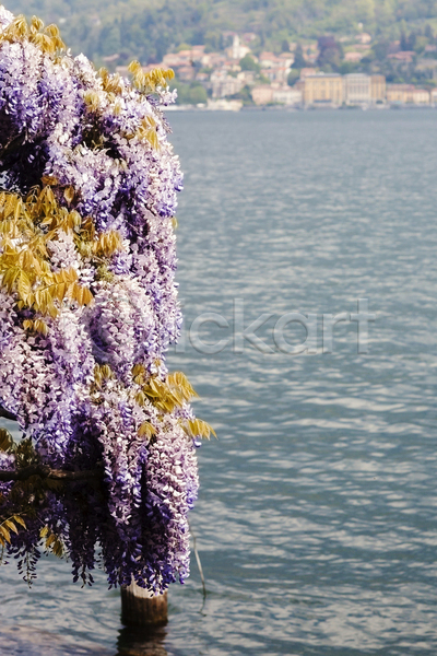 사람없음 JPG 포토 해외이미지 계절 꽃 물 바다 보라색 봄 식물 여름(계절) 이탈리아 컬러풀 파라다이스 해외202004 호수