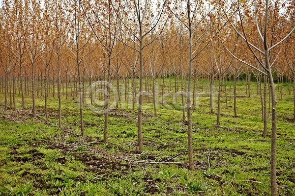 성장 사람없음 JPG 포토 해외이미지 가을(계절) 계절 규칙적 나무 내추럴 단풍 묘사 백그라운드 숲 야외 유니폼 잎 자연 창백 컬러풀 해외202004 환경