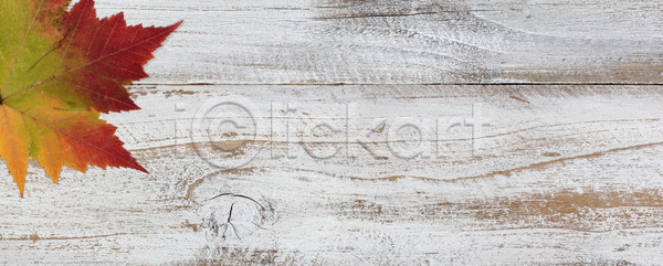 사람없음 JPG 포토 해외이미지 가을 계절 단풍 목재 백그라운드 시골 오렌지 잎 자연 초록색 추수감사절 카피스페이스 할로윈 해외202004 해외포토 휴가 흰색