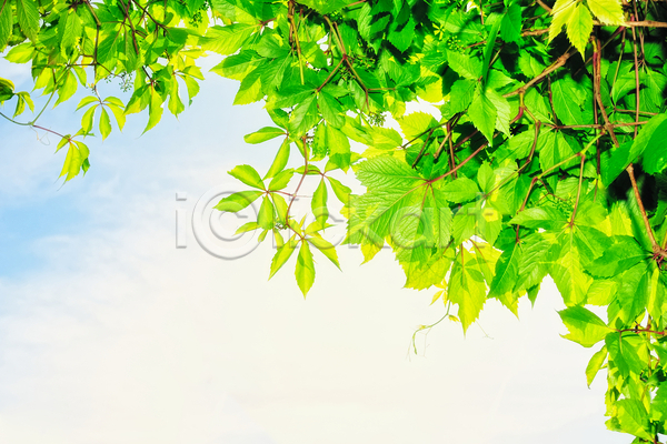 성장 사람없음 JPG 포토 해외이미지 꽃무늬 농업 모양 백그라운드 시골 식물 여름(계절) 잎 장식 정원 초록색 포도 하늘 해외202004