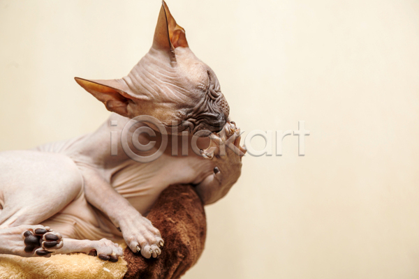 귀여움 사람없음 JPG 포토 해외이미지 고양이 그루밍(고양이) 눈감음 눕기 반려동물 반려묘 베이지색배경 스핑크스고양이 실내 한마리 핥기 해외202004