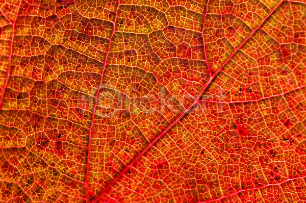 사람없음 JPG 포토 해외이미지 가을(계절) 갈색 계절 노란색 빨간색 잎 해외202004
