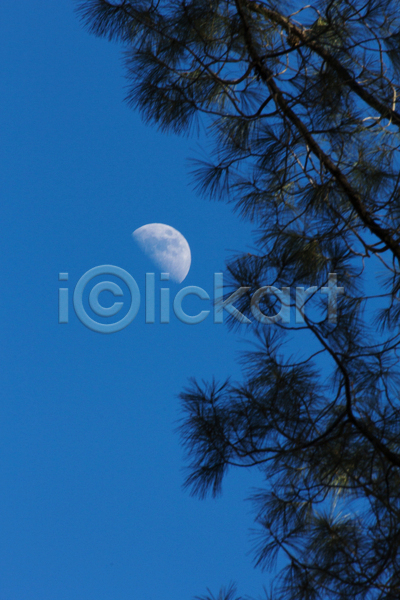 사람없음 JPG 포토 해외이미지 달 반달 야간 야외 잎 파란색 풍경(경치) 하늘 해외202004