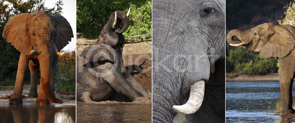 남자 사람없음 JPG 포토 해외이미지 2 강 귀 동물 마시기 목욕 무거움 보츠와나 사파리 스플래쉬 아프리카 야생동물 여행 자연 진흙 코끼리 큼 포유류 해외202004 해외포토 황소