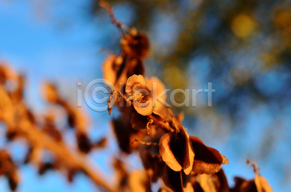 건조 활발 사람없음 JPG 포토 해외이미지 가을(계절) 갈색 강렬 계절 내추럴 닫기 맑음 새싹 식물 잎 자연 장면 태양 해외202004 햇빛