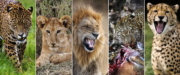 남자 사람없음 JPG 포토 해외이미지 고양이 동물 사냥꾼 사자 새끼 아프리카 야생동물 육식 육식동물 자연 재규어 치아 치타 표범 해외202004 해외포토