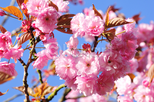 사람없음 JPG 포토 해외이미지 개화 과일 꽃 꽃무늬 나무 벚꽃 봄 분홍색 식물 일본 자연 장미 정원 체리 해외202004