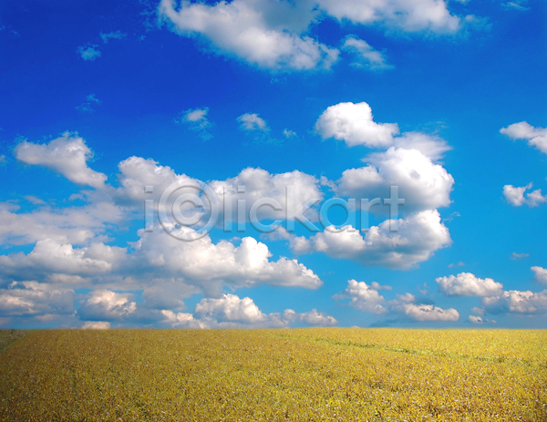 사람없음 JPG 포토 해외이미지 계절 구름(자연) 날씨 농업 농작물 농장 맑음 밭 백그라운드 봄 생태학 수확 시골 시리얼 야외 여름(계절) 여행 자연 초록색 파란색 풍경(경치) 하늘 해외202004 햇빛