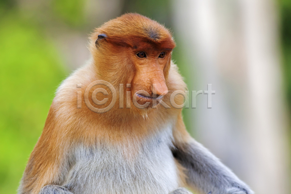 수줍음 사람없음 JPG 포토 해외이미지 공원 국립공원 그리너리 동물 말레이시아 보호구역 사파리 수유 숲 아시아 야생동물 원숭이 이국적 종류 초록색 코 해외202004