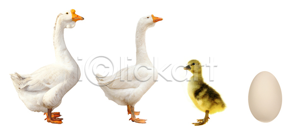우아함 남자 사람없음 JPG 포토 해외이미지 가축 거위 계란 계절 고립 농업 농장 동물 동물상 밭일 백그라운드 생물 시골 육류 인플루엔자 자연 조류 치킨 해외202004 해외포토 흰색