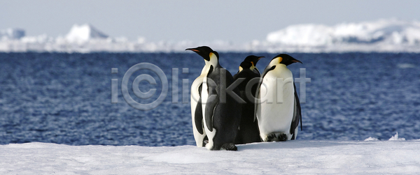 추위 사람없음 JPG 포토 해외이미지 겨울 남극 남쪽 냉동 봉 북극 야생동물 얼음 자연 조류 펭귄 해외202004 해외포토