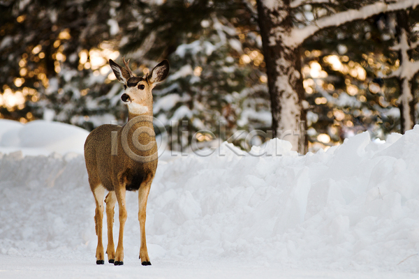 사람없음 JPG 포토 해외이미지 겨울 뿔 사슴 야생동물 야외 주간 해외202004