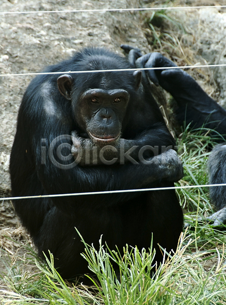 사람없음 JPG 포토 해외이미지 검은색 눈(신체부위) 동물 동물원 숲 아프리카 야생동물 원숭이 유인원 응시 자연 침팬지 포유류 해외202004