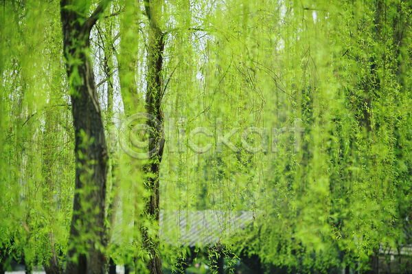 사람없음 JPG 포토 해외이미지 나뭇가지 봄 식물 잎 자연 초록색 해외202004