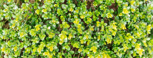 성장 신선 사람없음 JPG 포토 해외이미지 고립 공원 꽃 꽃무늬 나무 내추럴 모양 밭 백그라운드 벽 벽지 봄 숲 식물 아이비 야외 여름 잎 자연 작음 정원 질감 초록색 추상 패턴 풍경 해외202004 해외포토 환경 흰색