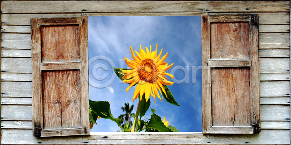 사람없음 JPG 포토 해외이미지 가로 꽃 꽃가루 꽃수술 꽃잎 노란색 농업 단풍 목재 백그라운드 세련 수분 식물 여름 오픈 잎 자연 정원 줄기 창문 카피스페이스 태양 하늘 한개 해바라기 해외202004 해외포토 햇빛 화단