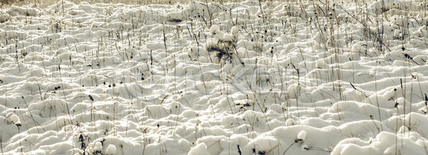 즐거움 추위 사람없음 JPG 포토 해외이미지 겨울 겨울풍경 계절 나뭇가지 동화 미술 백그라운드 백발 새해 서리 얼음 질감 추상 크리스마스 크리스마스카드 풍경 해외202004 해외포토 해피뉴이어 휴가 흰배경 흰색