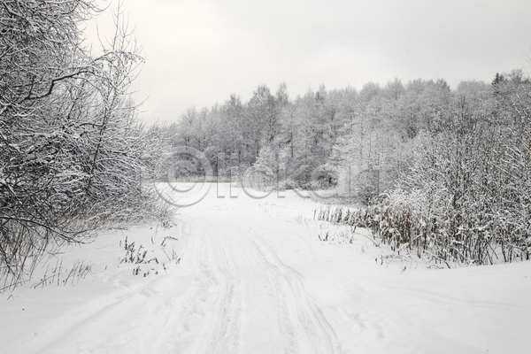 사람없음 JPG 포토 해외이미지 겨울 겨울풍경 나무 눈(날씨) 눈길 눈덮임 야외 자연 주간 해외202004 흐림