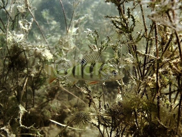 사람없음 JPG 포토 해외이미지 동물 동물상 물 민물 사진촬영 수중 스노클링 식물 앉기 야생동물 어류 여름(계절) 잎 자연 잠수함 초록색 해외202004