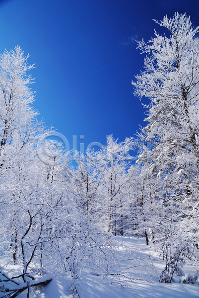 사람없음 JPG 포토 해외이미지 겨울 겨울풍경 나무 눈(날씨) 눈덮임 야외 자연 주간 해외202004