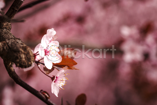 신선 사람없음 JPG 포토 해외이미지 개화 계절 꽃 나무 나뭇가지 내추럴 목재 백그라운드 벚꽃 봄 분홍색 시골 일본 자연 정원 체리 흰색