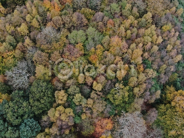사람없음 JPG 포토 해외이미지 가을(계절) 나무 내려보기 단풍 드론 목재 숲 안테나 컬러풀