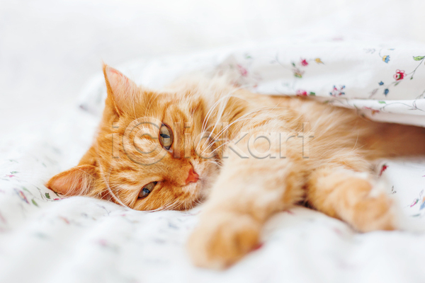 사람없음 JPG 포토 해외이미지 고양이 반려동물 반려묘 실내 안락 이불 침대 한마리 햇빛
