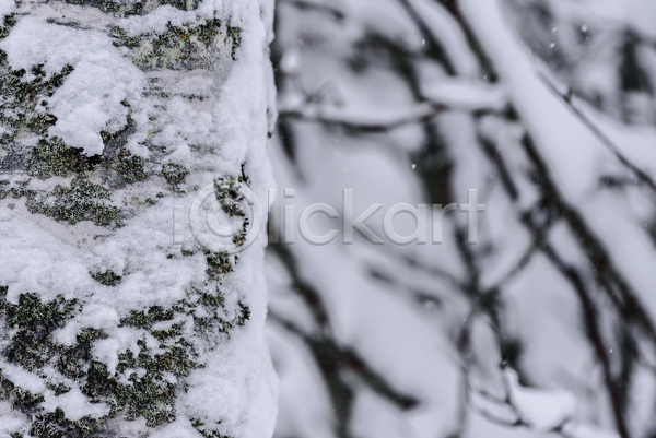 사람없음 JPG 아웃포커스 포토 해외이미지 겨울 겨울풍경 나무 나뭇가지 눈(날씨) 상고대 야외 주간 풍경(경치)