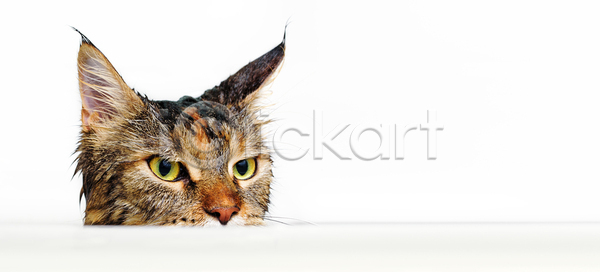 사람없음 JPG 포토 해외이미지 고양이 동물 메인쿤 반려묘 한마리