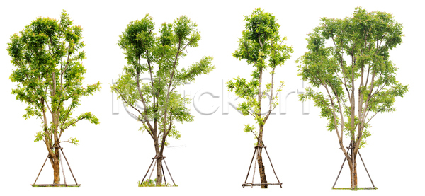 성장 사람없음 JPG 포토 해외이미지 1 고립 나무 나뭇가지 내추럴 목재 밭 백그라운드 세트 수집 숲 식물 싱글 여름 옛날 오브젝트 잎 자르기 자연 초록색 클리핑패스 큼 풍경 해외포토 환경 흰색 힘