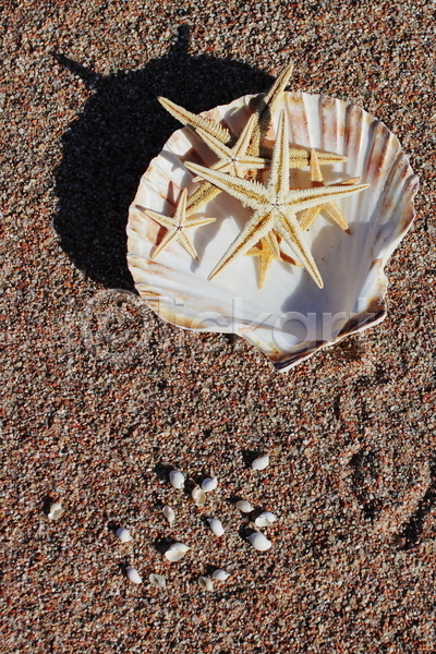 사람없음 JPG 포토 해외이미지 모래 불가사리 야외 여름(계절) 조개껍데기 주간