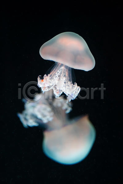 사람없음 JPG 포토 해외이미지 두마리 바닷속 수중동물 자포동물 해파리 흰색