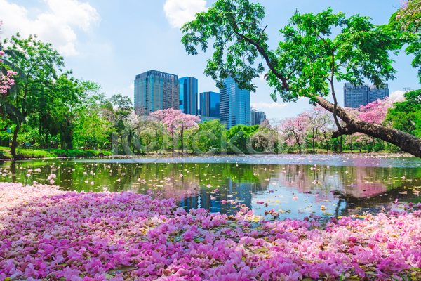 사람없음 JPG 포토 해외이미지 건물 공원 나무 도시 물 반사 방콕 벚꽃 봄 야외 자연 주간 태국 풍경(경치) 하늘 호수