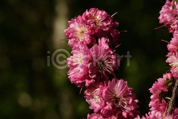 사람없음 JPG 포토 해외이미지 개화 관목 꽃 나무 벚꽃 봄 새싹 자연 체리