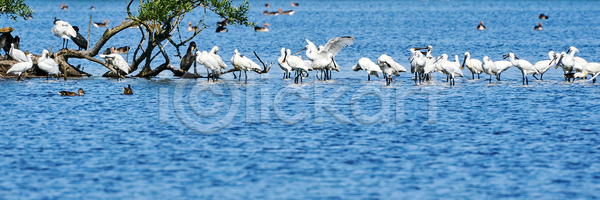 보호 사람없음 성인 JPG 옆모습 포토 해외이미지 관찰 그룹 깃털 나무 내추럴 네덜란드 동물 목 물 물새 반사 부리 서기 석호 숟가락 습지 씻기 야생동물 야외 연못 유럽 자연 전신 조류 해외포토 호수 환경 황무지 흰색