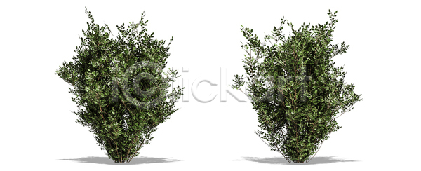 고독 성장 사람없음 JPG 포토 해외이미지 1 계절 고립 그늘 나무 나뭇가지 낙엽 내추럴 백그라운드 봄 생태학 숲 식물 싱글 야외 에코 엘리먼트 열대우림 옛날 오브젝트 유기농 잎 자르기 자연 줄기 초록색 추상 큼 해외포토 환경 흰색