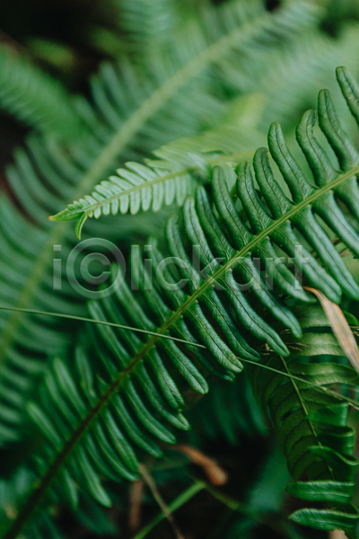 사람없음 JPG 근접촬영 아웃포커스 포토 해외이미지 백그라운드 양치식물 잎 자연 초록색 풀(식물)