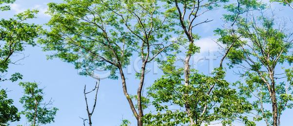 사람없음 JPG 포토 해외이미지 겨울 계절 공원 구름 나무 나뭇가지 내추럴 디자인 맑음 백그라운드 봄 빛 숲 야외 여름 잎 자연 정상 초록색 추상 큼 태양 파노라마 파란색 패턴 풍경 하늘 해외포토 환경