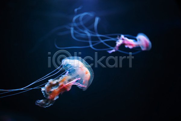 사람없음 JPG 아웃포커스 포토 해외이미지 두마리 바닷속 수중동물 자포동물 해파리