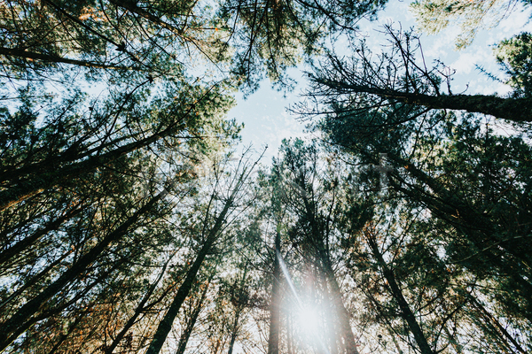 평화 휴식 사람없음 JPG 포토 해외이미지 경관 나무 숲속 야외 울창 자연 주간 태양 풍경(경치) 햇빛